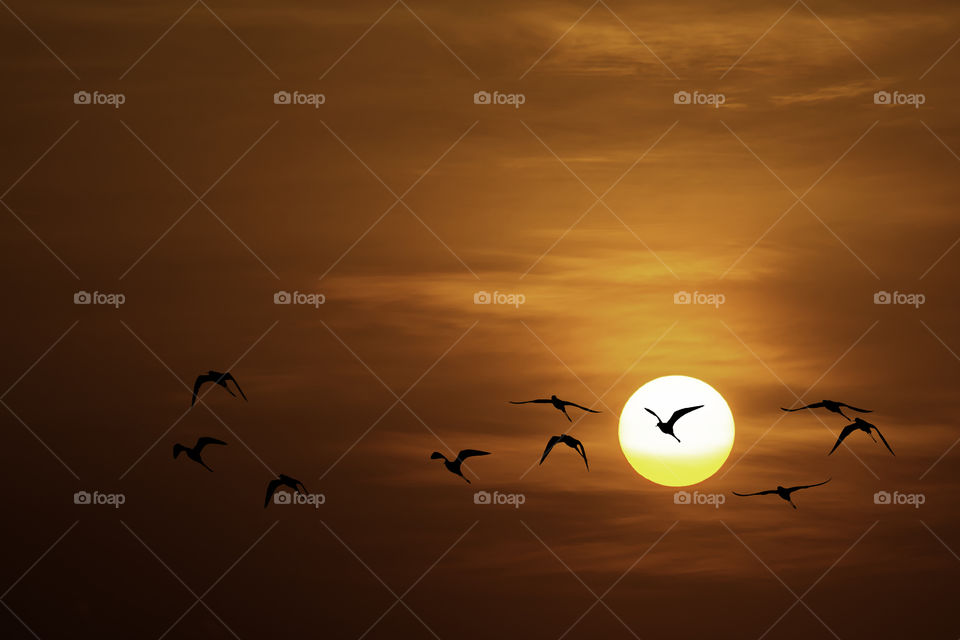 The golden light of the sun and clouds in the sky and the shadow of a bird.