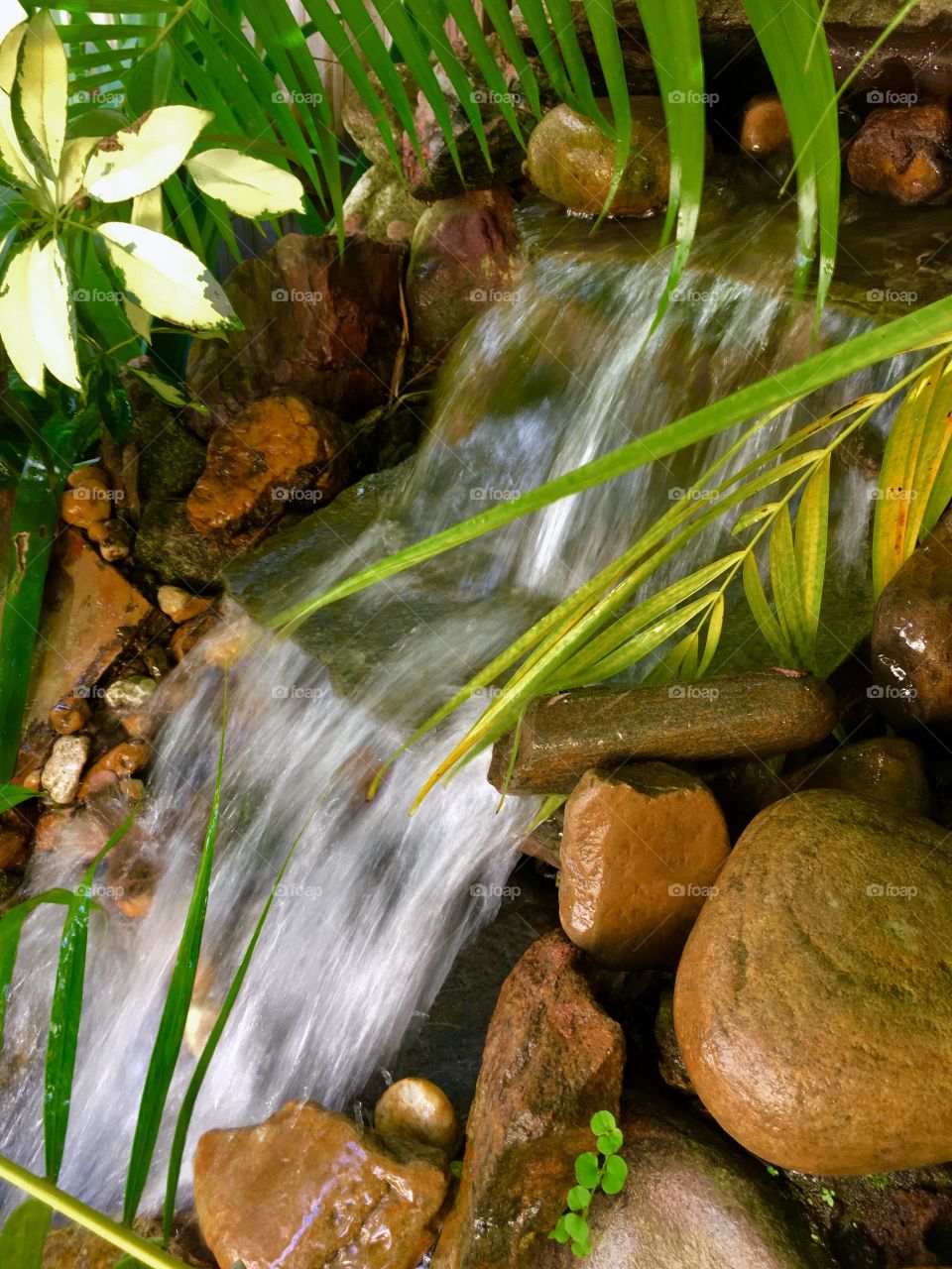 Waterfall and palm. 