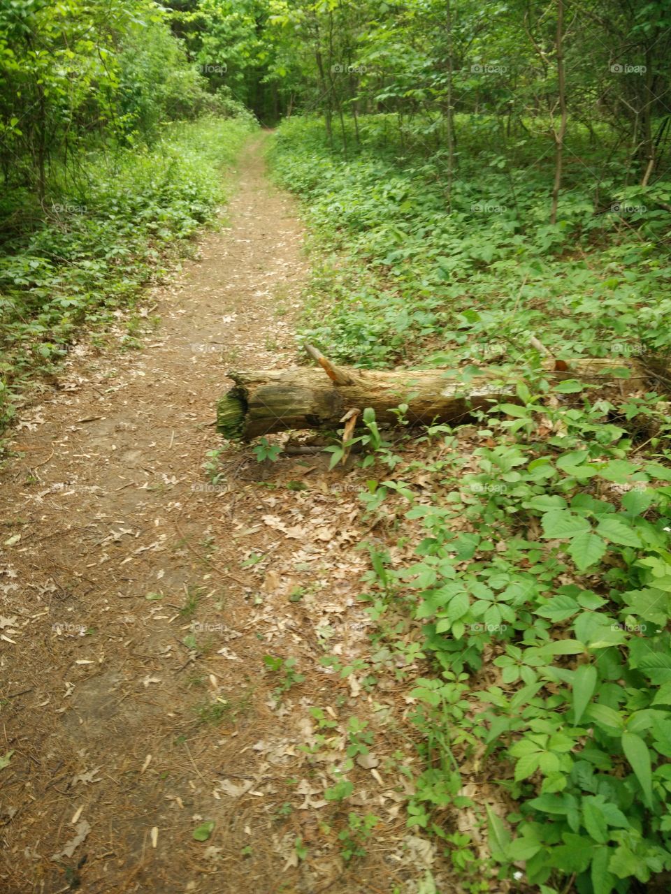 Log Next to Trail