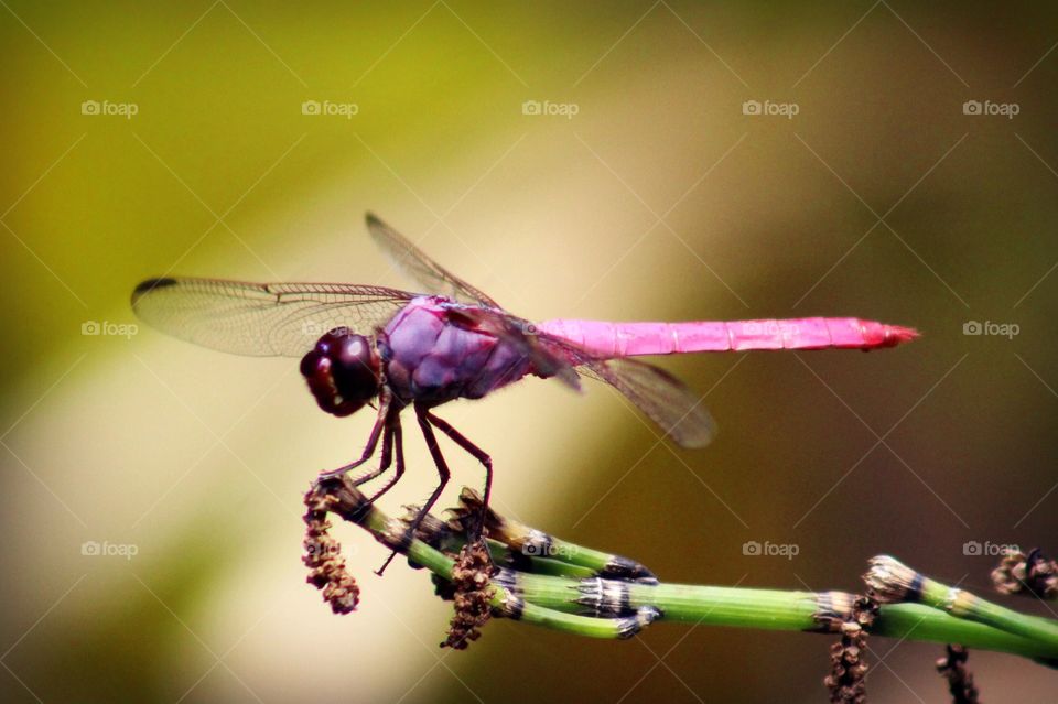 Purple pink dragonfly