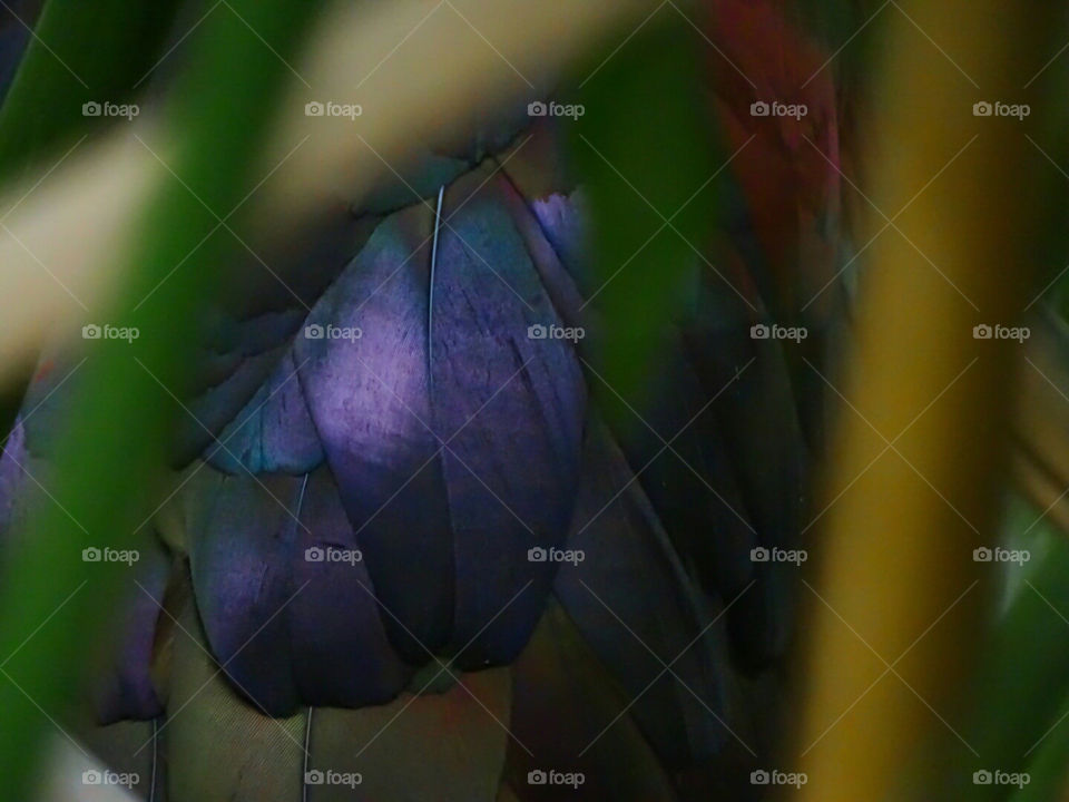 White Faced Ibis secret look at feathers
