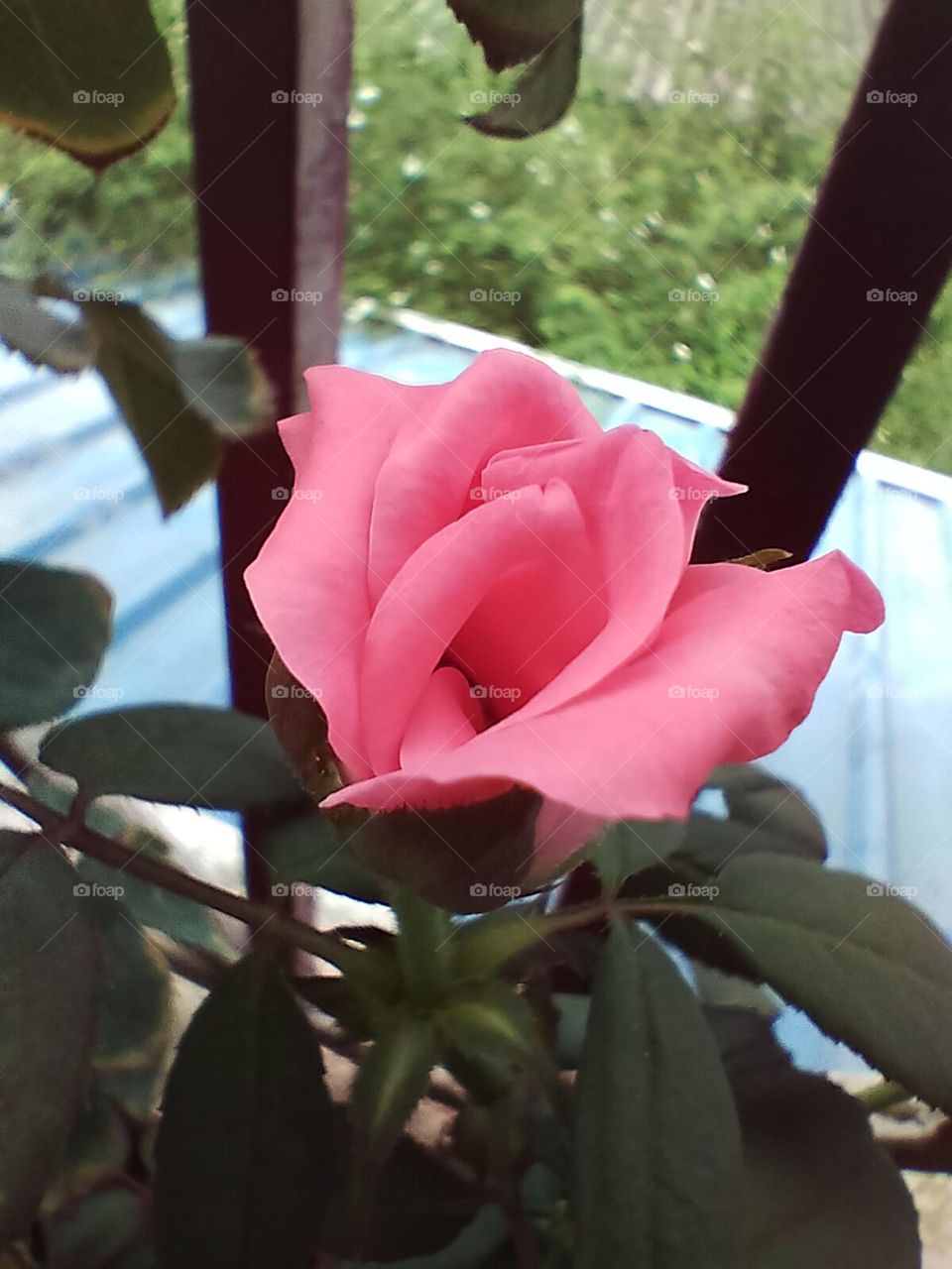 pink rose