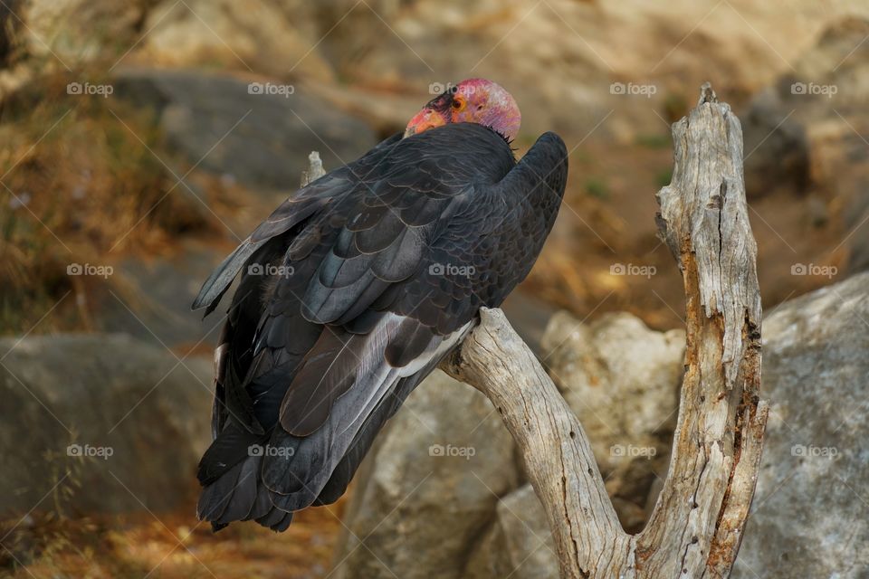 Turkey Vulture In California
