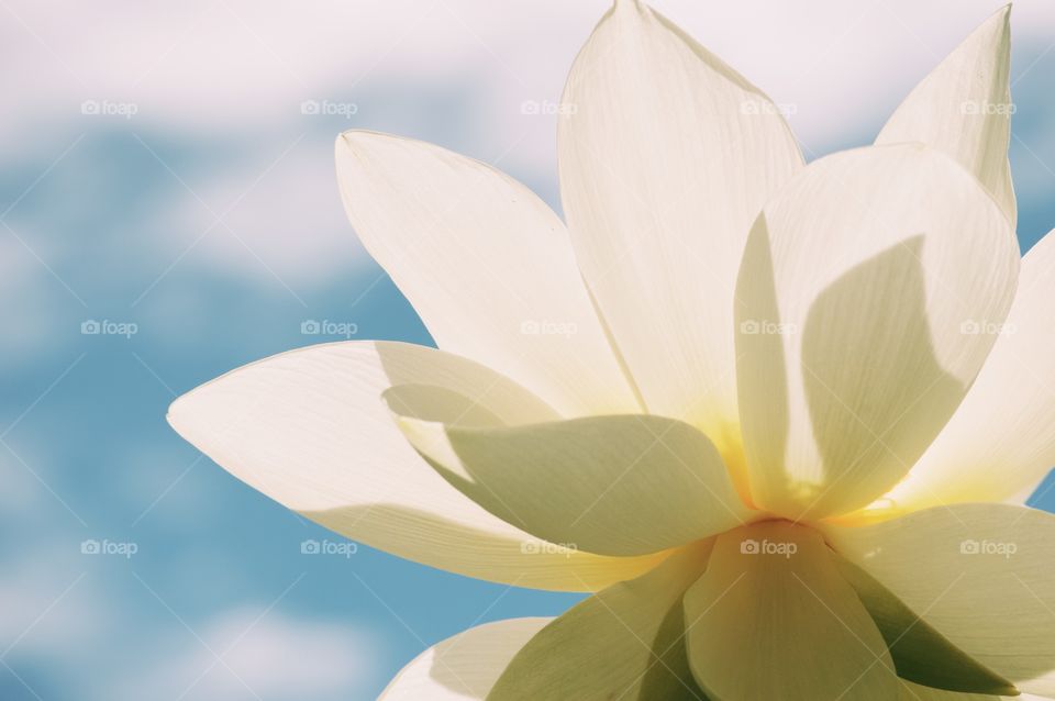 White and yellow lotus in the foreground and in the background is a blue sky with some clouds. The lotus petals have shadows. 