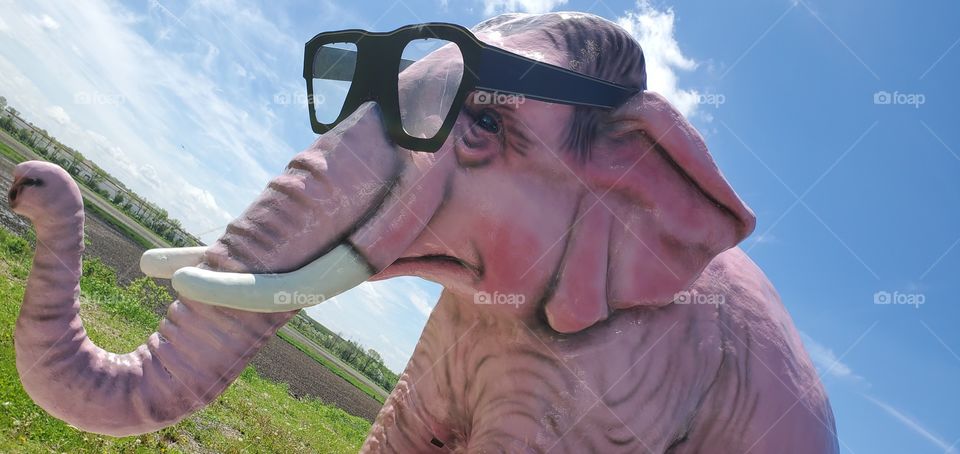 nerd elephant