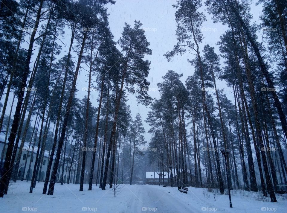 winter walk in Ukraine