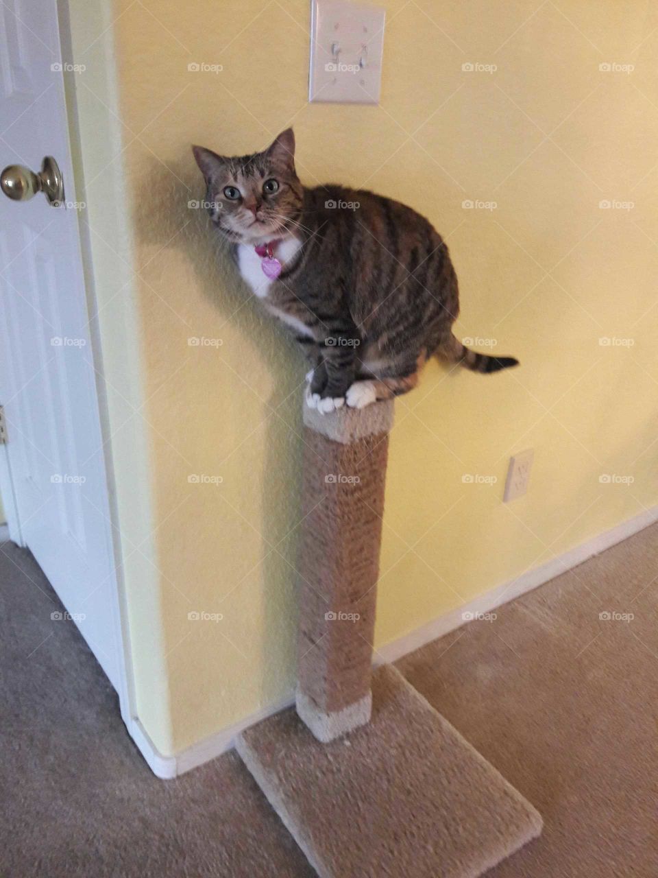 Cat on a post