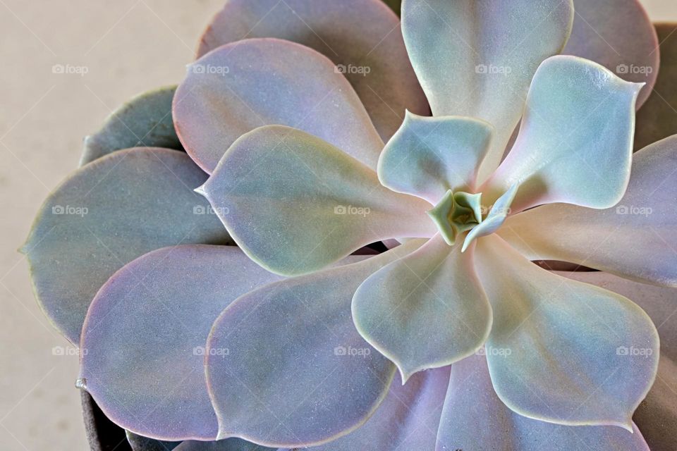 Desert rose succulent creating beautiful pattern.