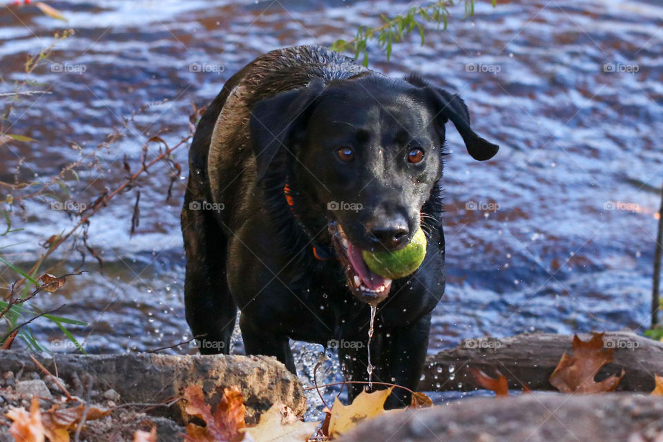 Dog with ball after a swim!