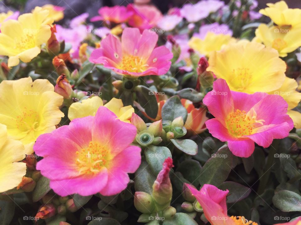 Colorful blooming portulaca flower 