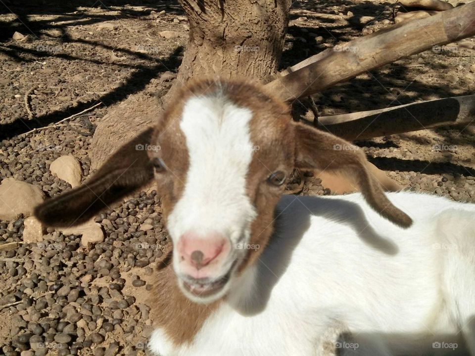 Beautiful lamb looking at camera.