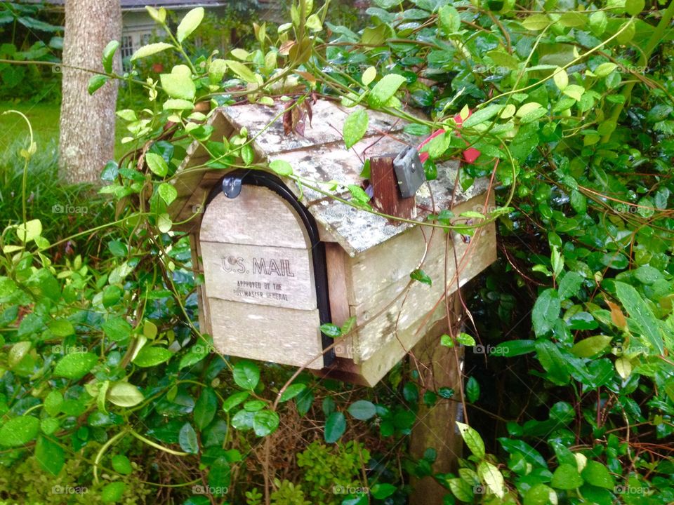Mailbox in ivy