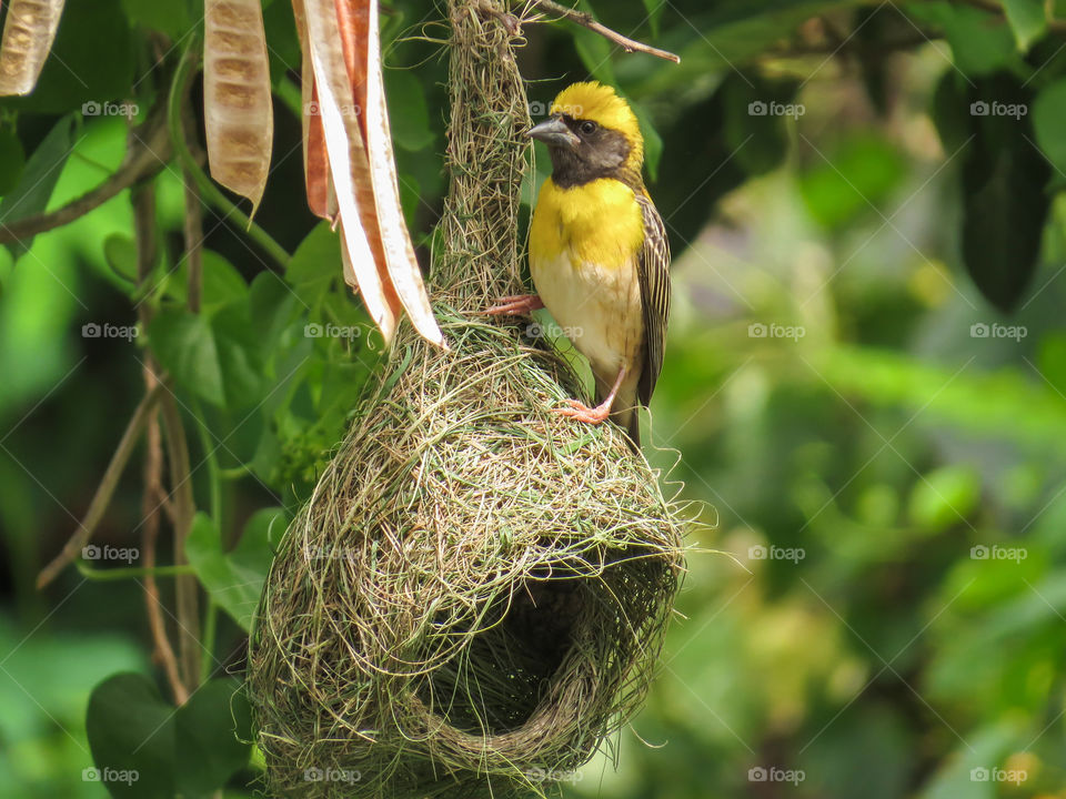 Close-up of baya weaver with nest