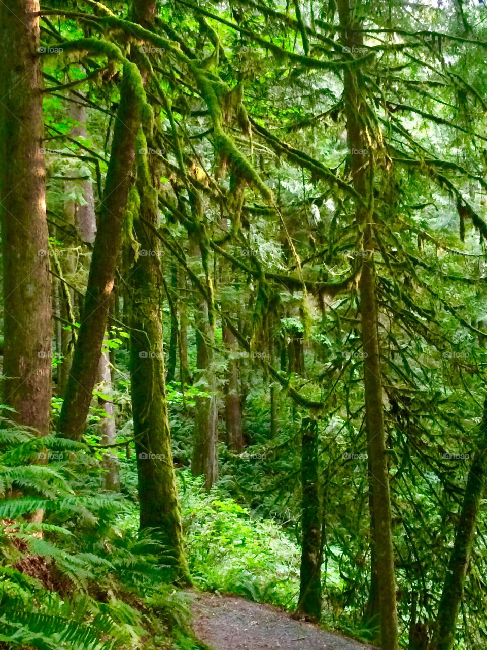 Moss-covered trees in rainforest