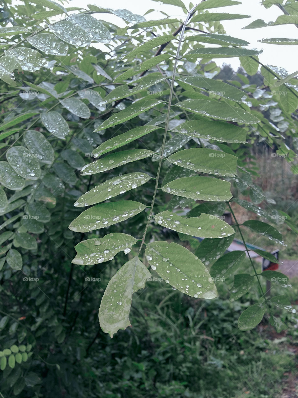 green leaves of acacia with water droplets after rain