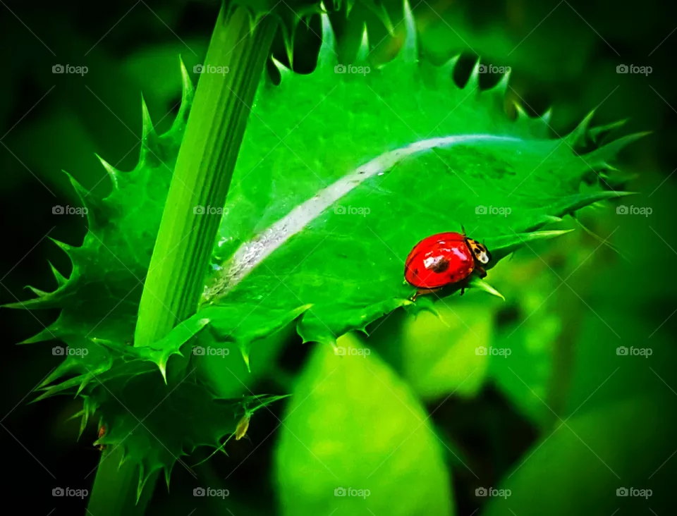 Lady Bug - Mariquita