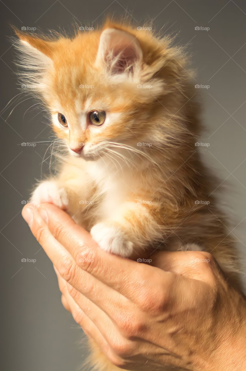 Cute orange kitten.
Hands holding a beautiful orange fluffy kitten.