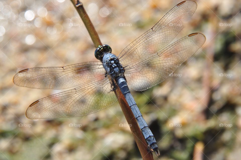 Blue Skimmer Dragonfly