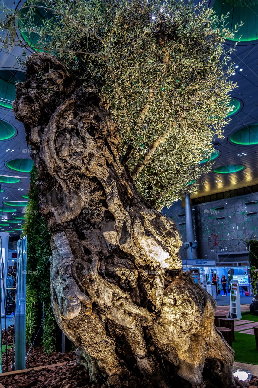 Beautiful unique ancient tree