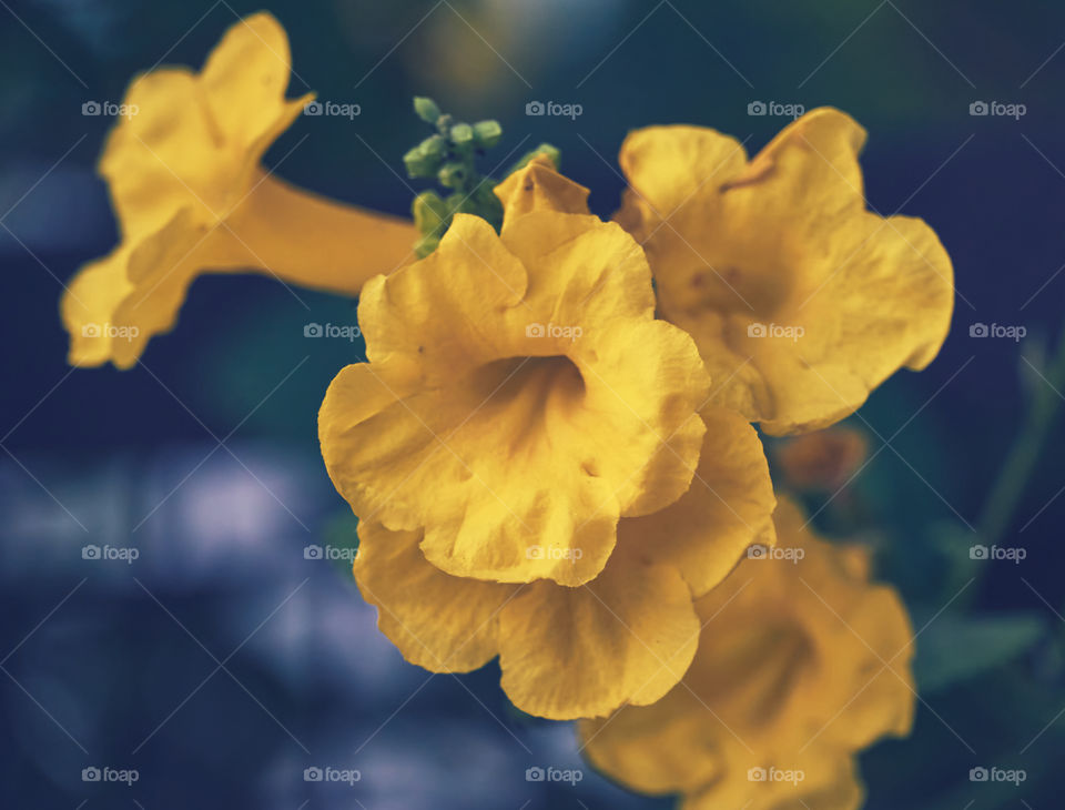 floral photography - yellow trumpet flower