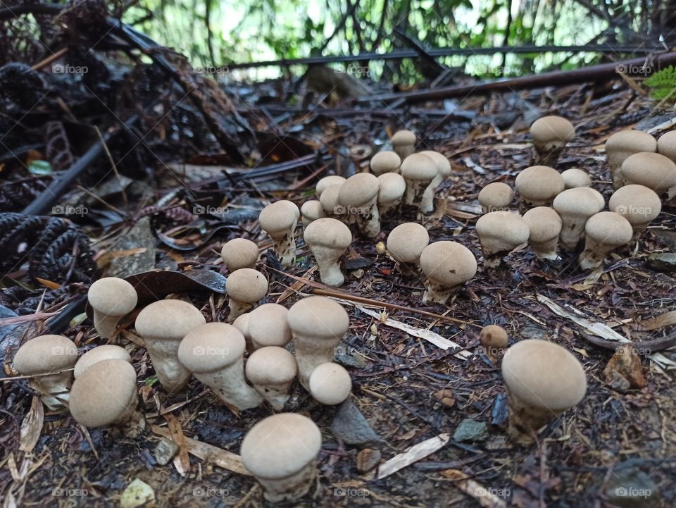 Fungus in tropical forest, Sabah Borneo, Malaysia