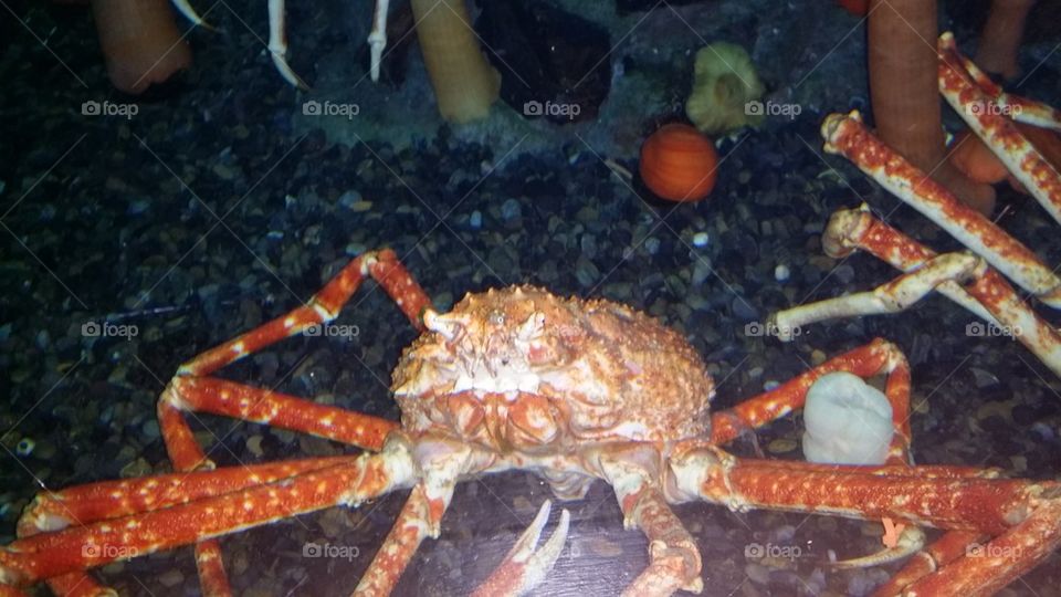 crab