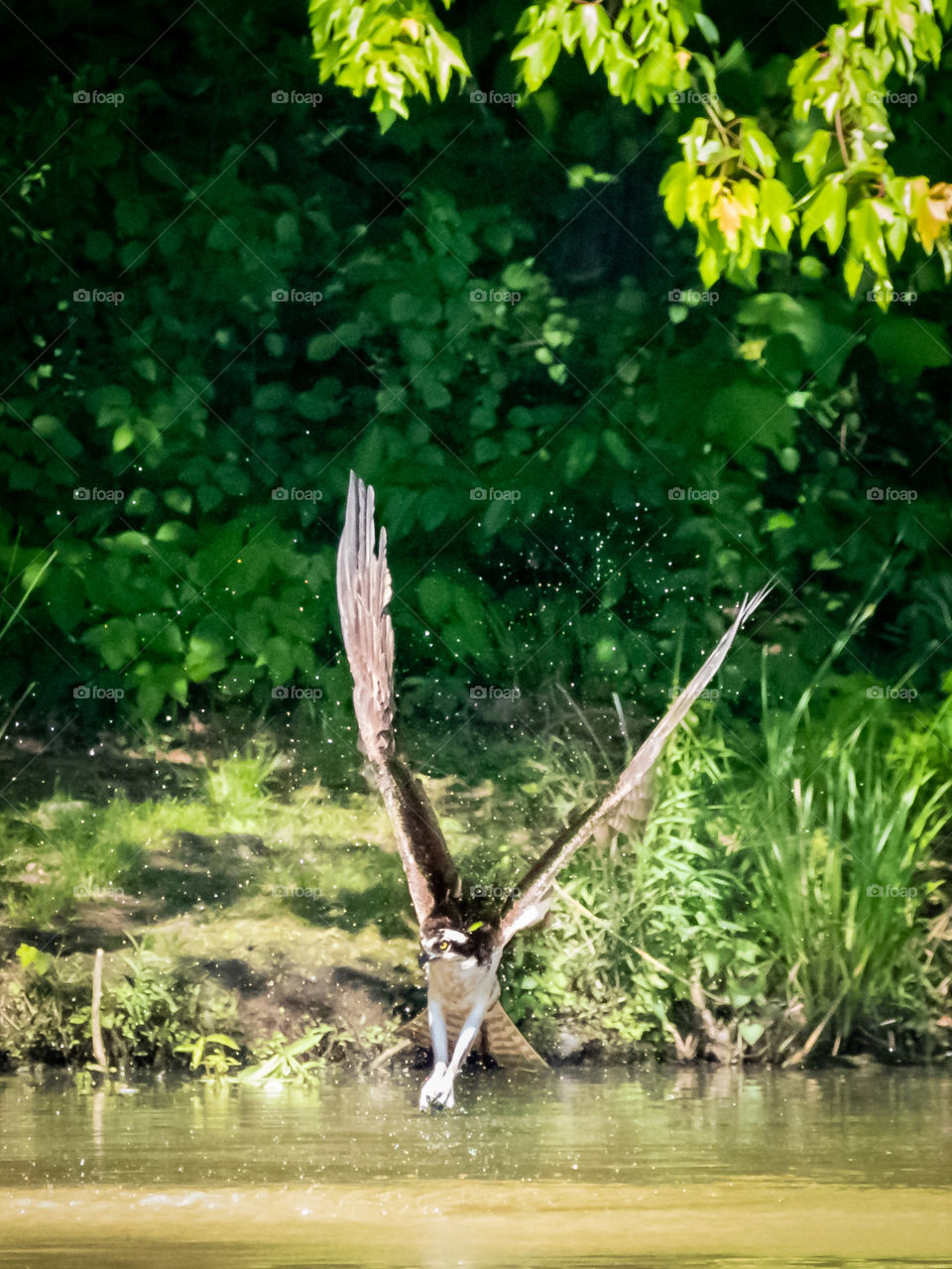 Animals in the Wild - An osprey went in for a catch and came up empty.