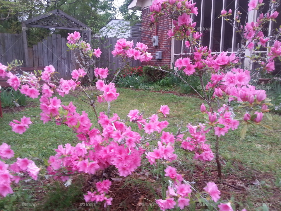 Beautiful pink azalea bush in the yard.