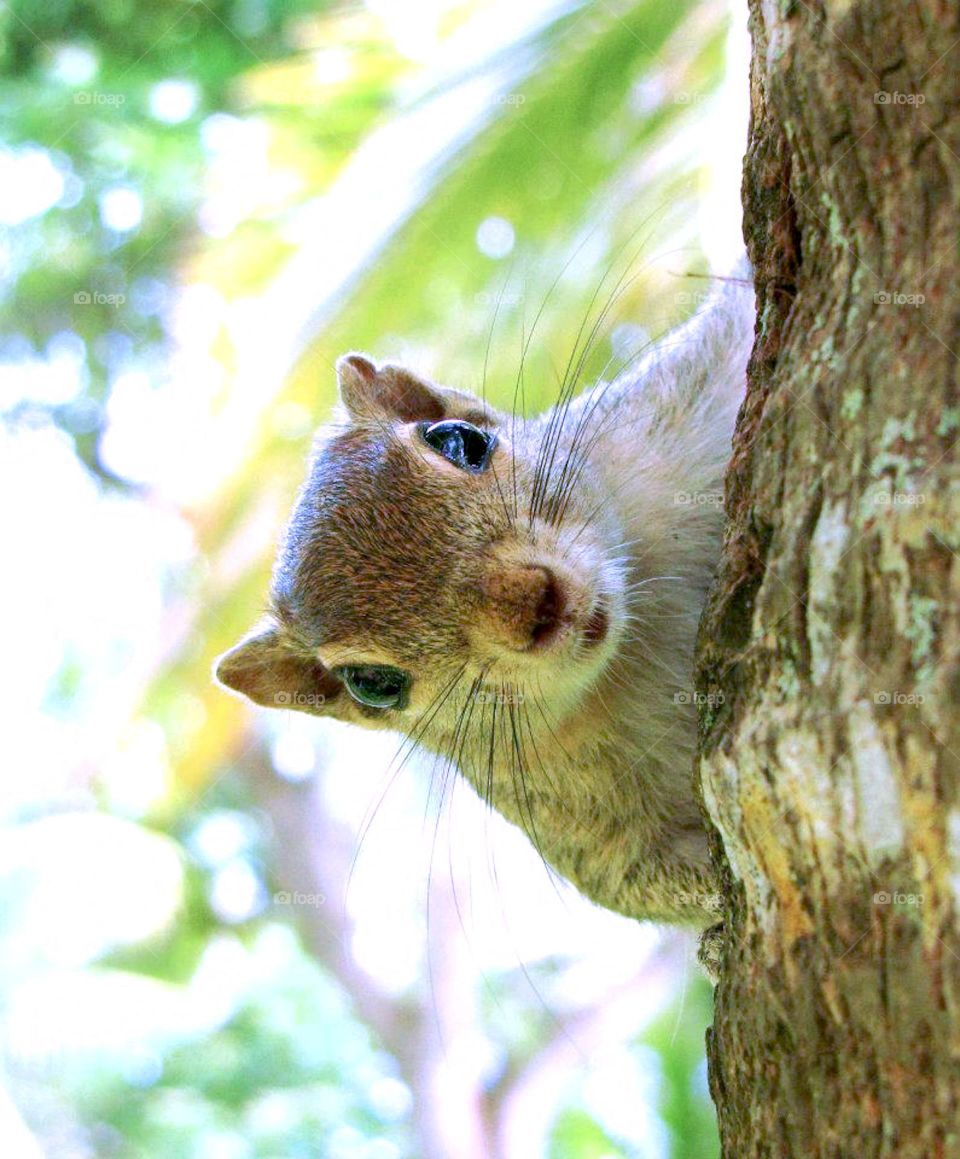 squirrel 