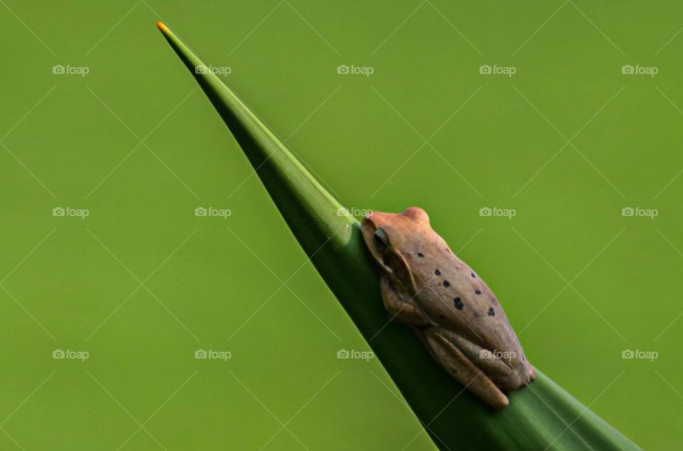 lizard on a branch