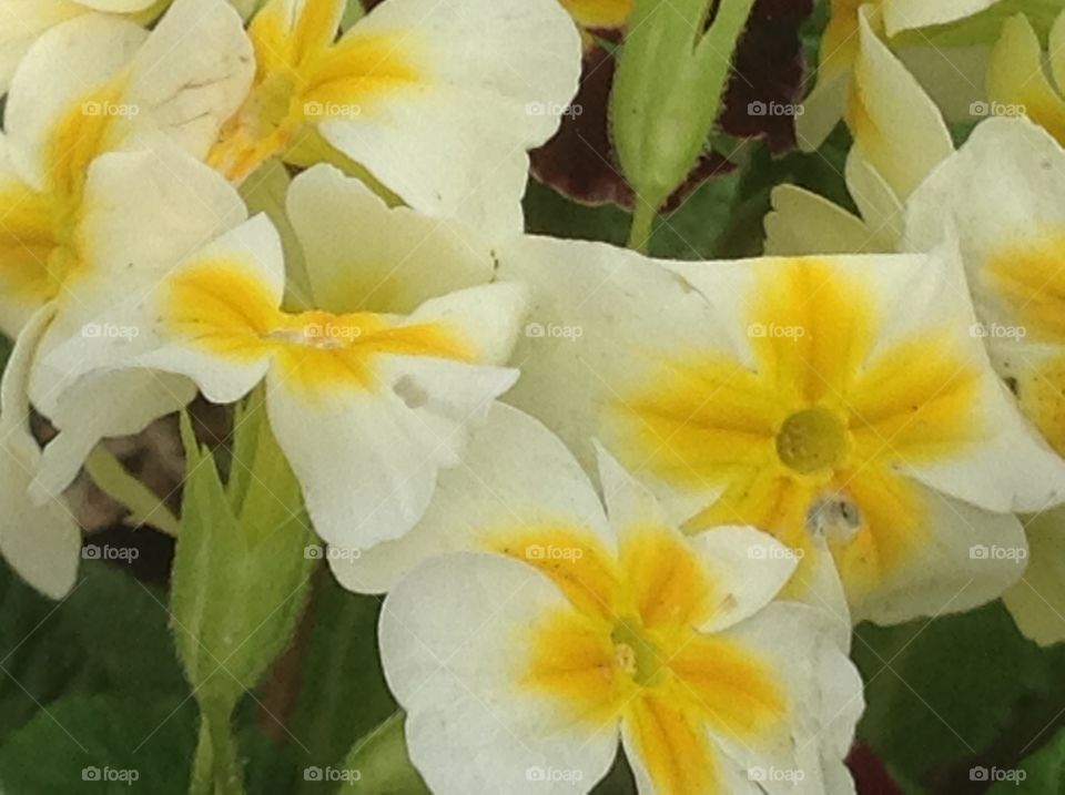 A closeup photo of beautiful yellow primrose in bloom this Spring.