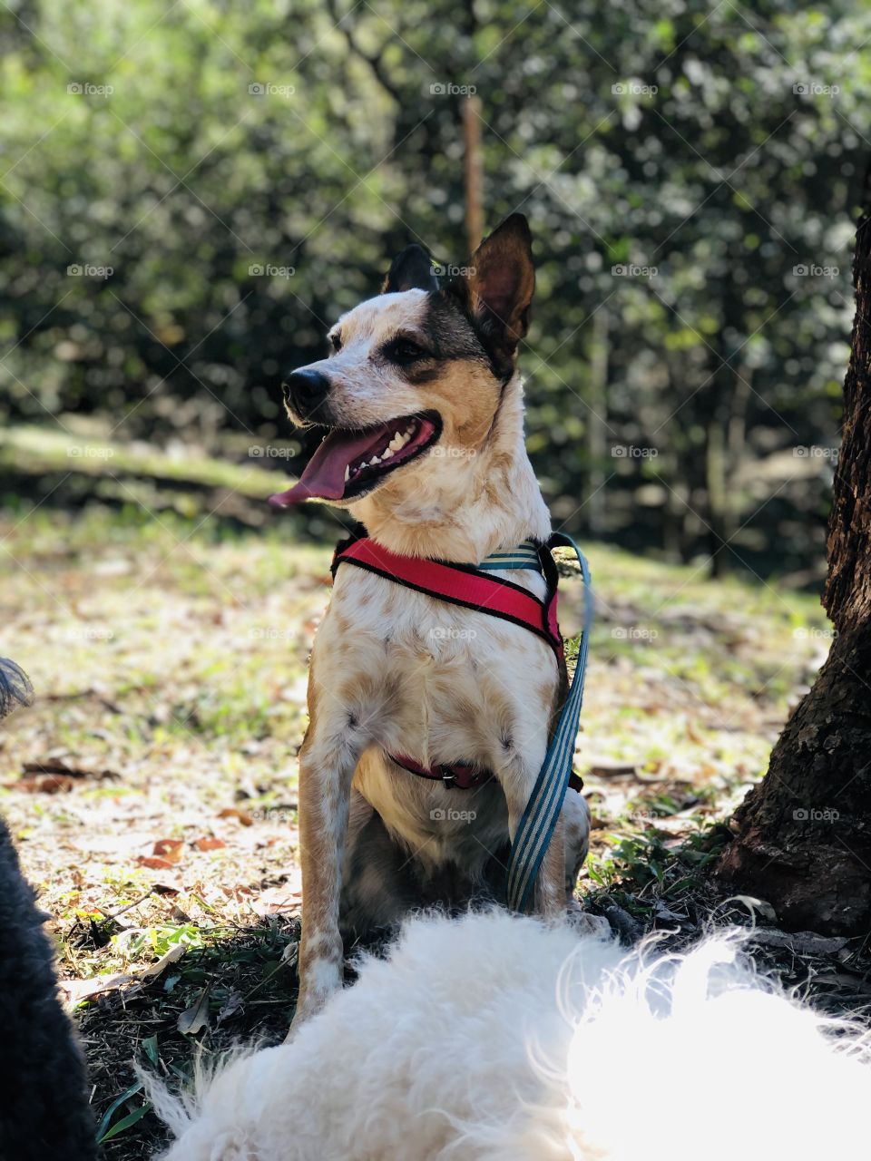 Minha modelo favorita Mel 🍯