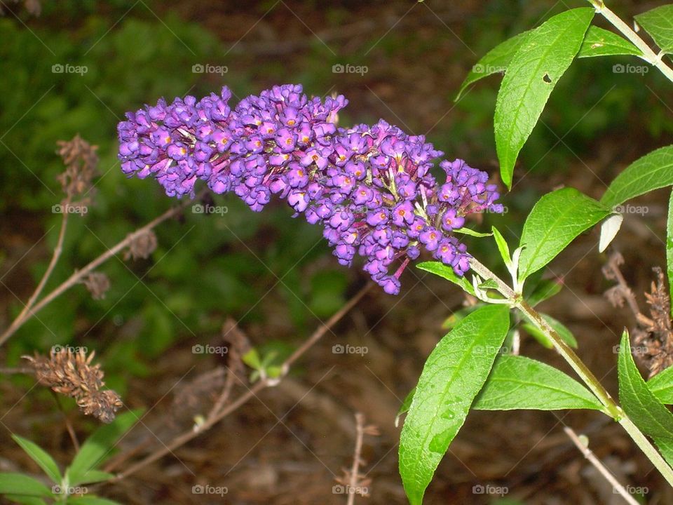 Purple wild flower