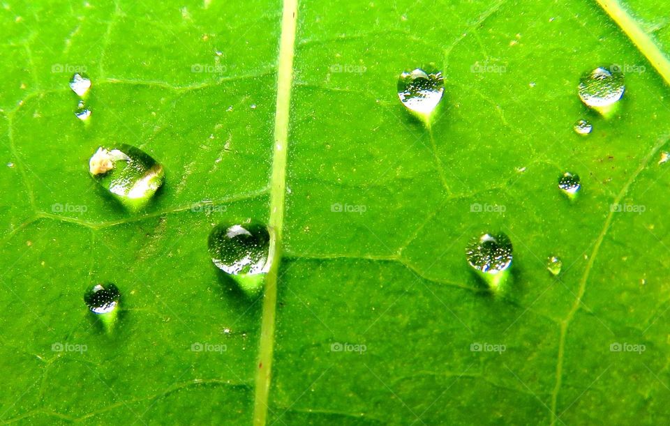 dewdrops