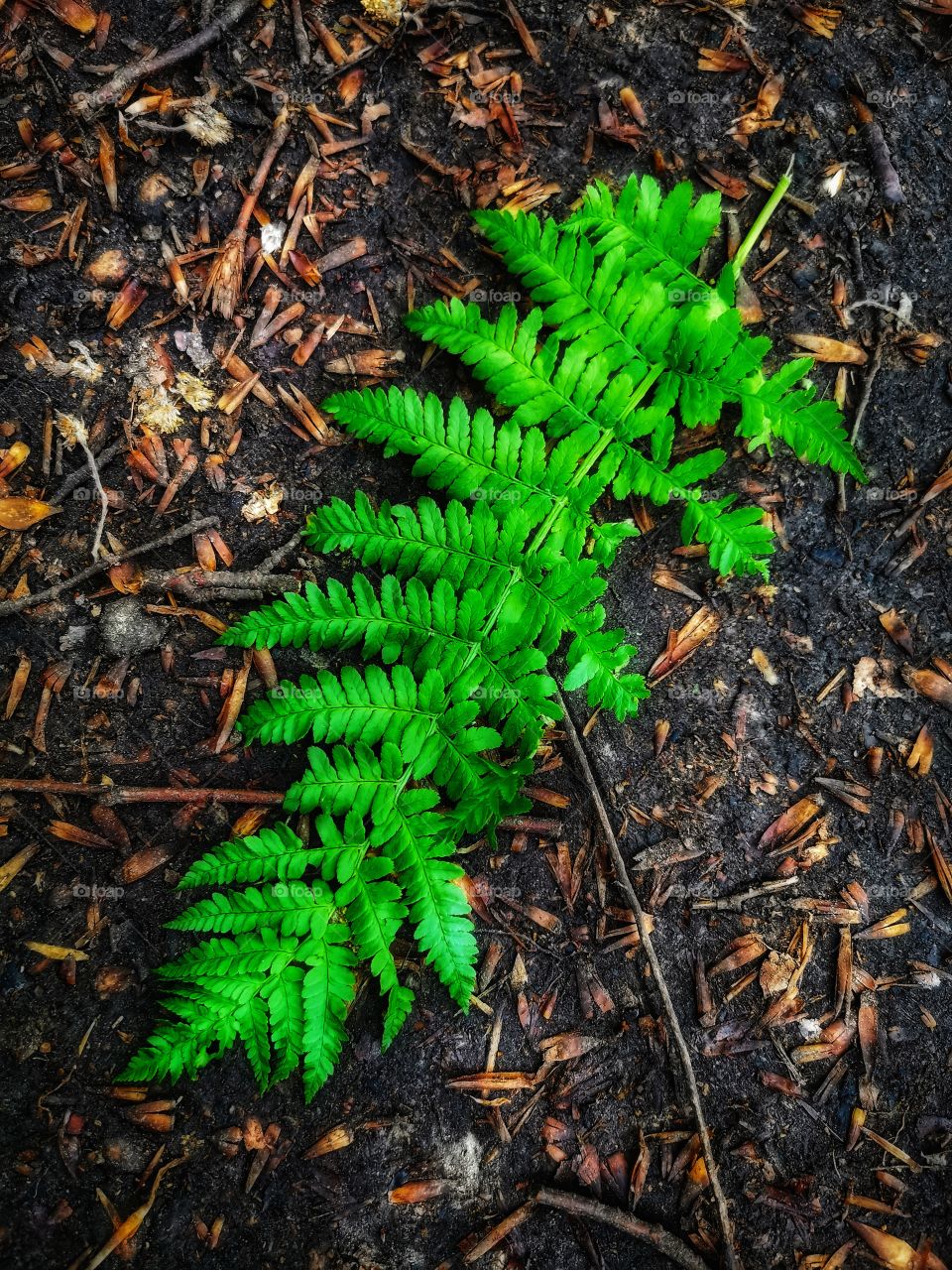 Forest day outdoor nature greens wild forest greens sky clouds moody