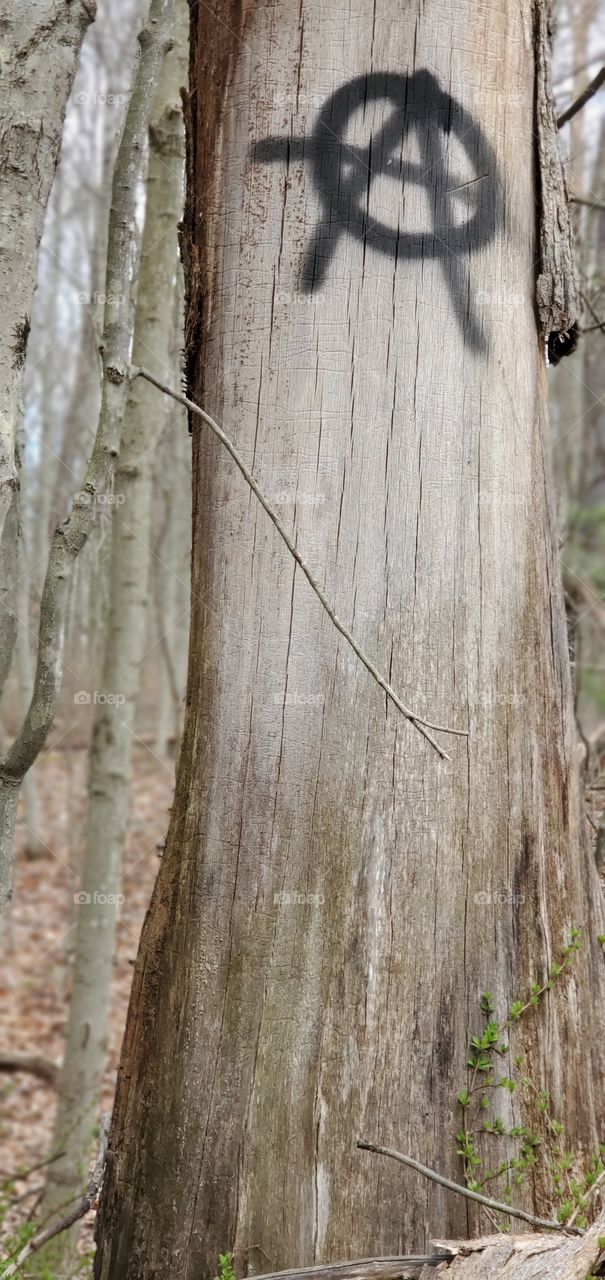 tagging in the woods