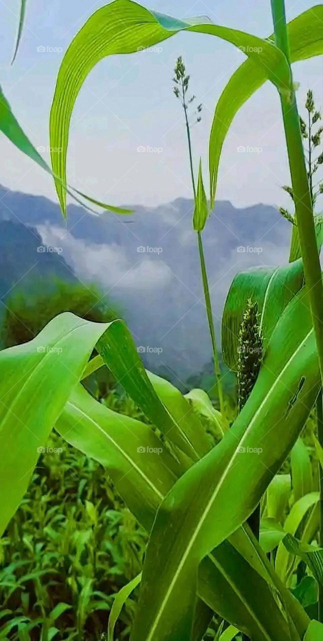 Glory be to God, the magnificent and picturesque view and the natural green trees are a view that is nothing more wonderful than it