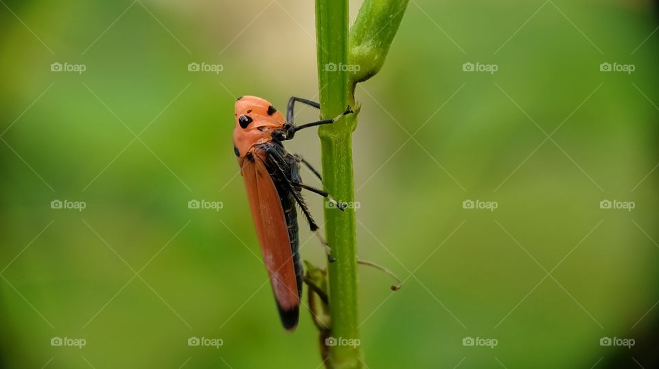 Red cotton stainer bug is climbing on the bush stem. Its red color is really bright!