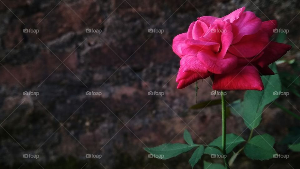 rose and love