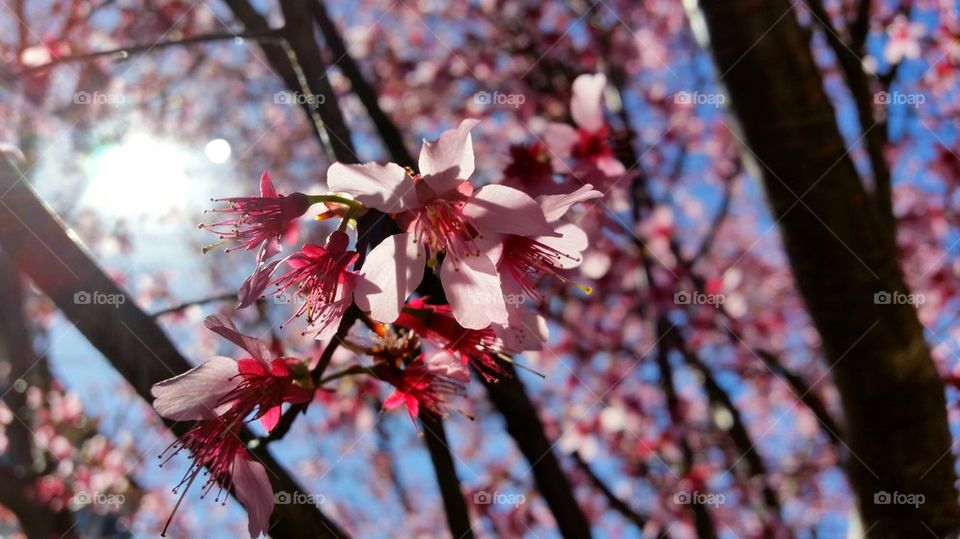 Close-up of pink flowers