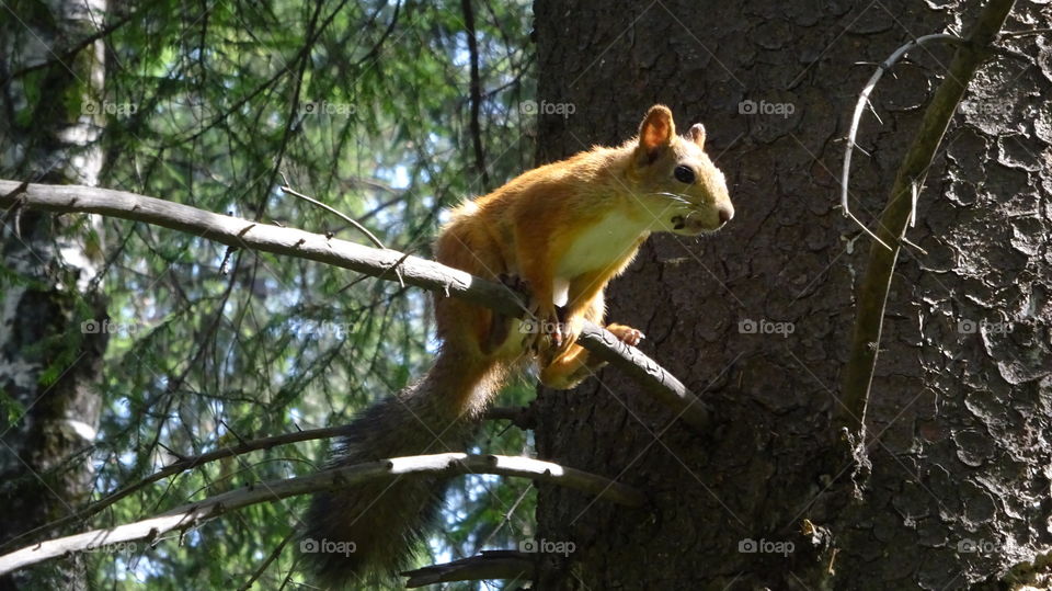 wild nature of the Urals in Russia, wild squirrel on a tree in the forest