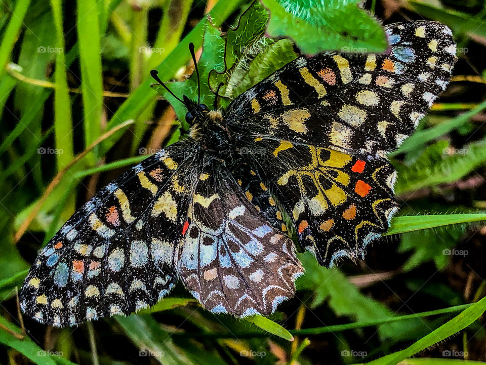 Festoon butterfly lands on the grass, opening their wings revealing a brightly coloured pattern. The light reflects differently on each wing