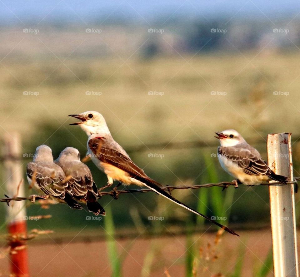 Beautiful birds chirping in the wind like there are no sorrows for our tomorrows. 