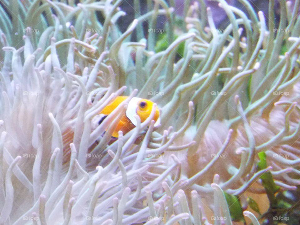 Clownfish. Hiding in reef