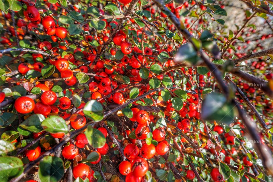 Red Berries