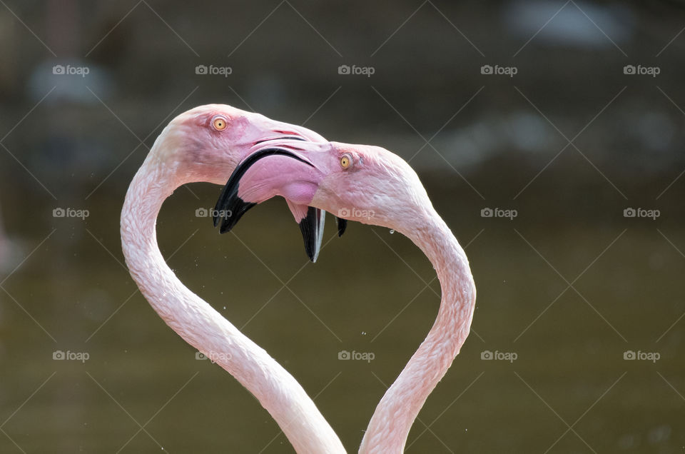 Hugging at the flamingo