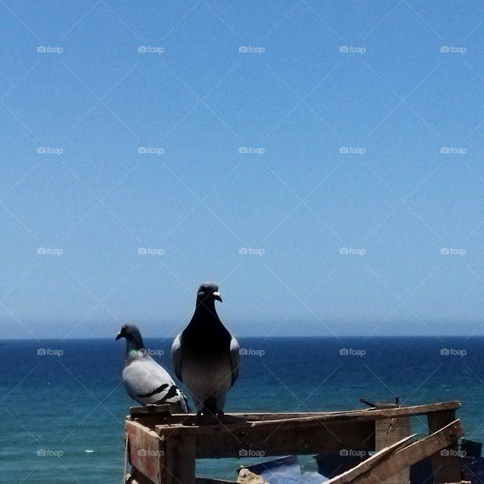 two pigeons looking at camera