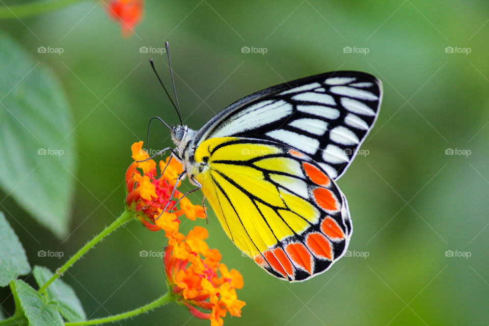 Beautiful butterfly