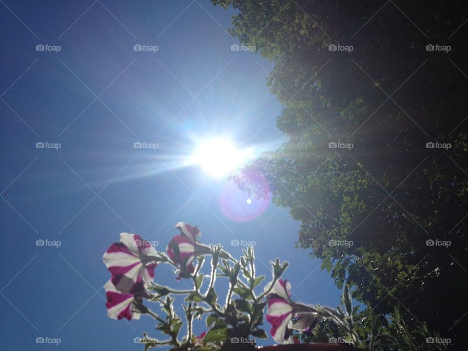 Looking up at the sun behind my flowers