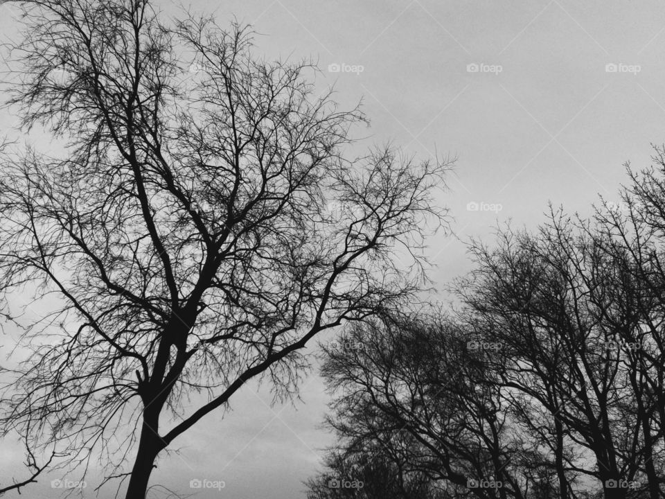 trees at dusk in winter